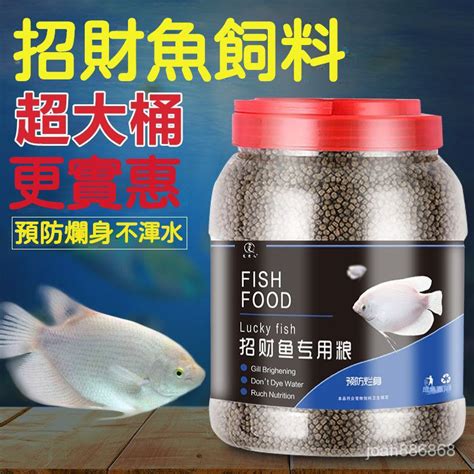 招財魚|財神魚(黃金戰船)飼養14要點 – 寵物百科